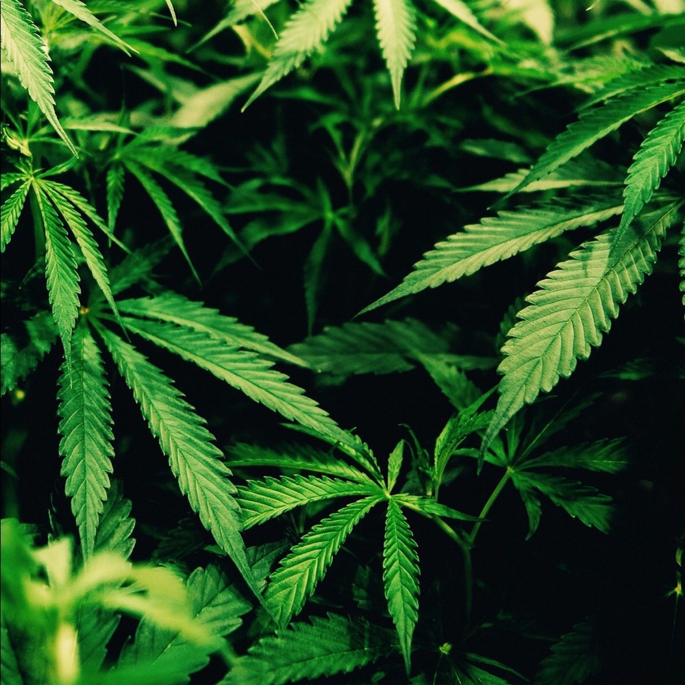 Meet your Posher, Jazmyne